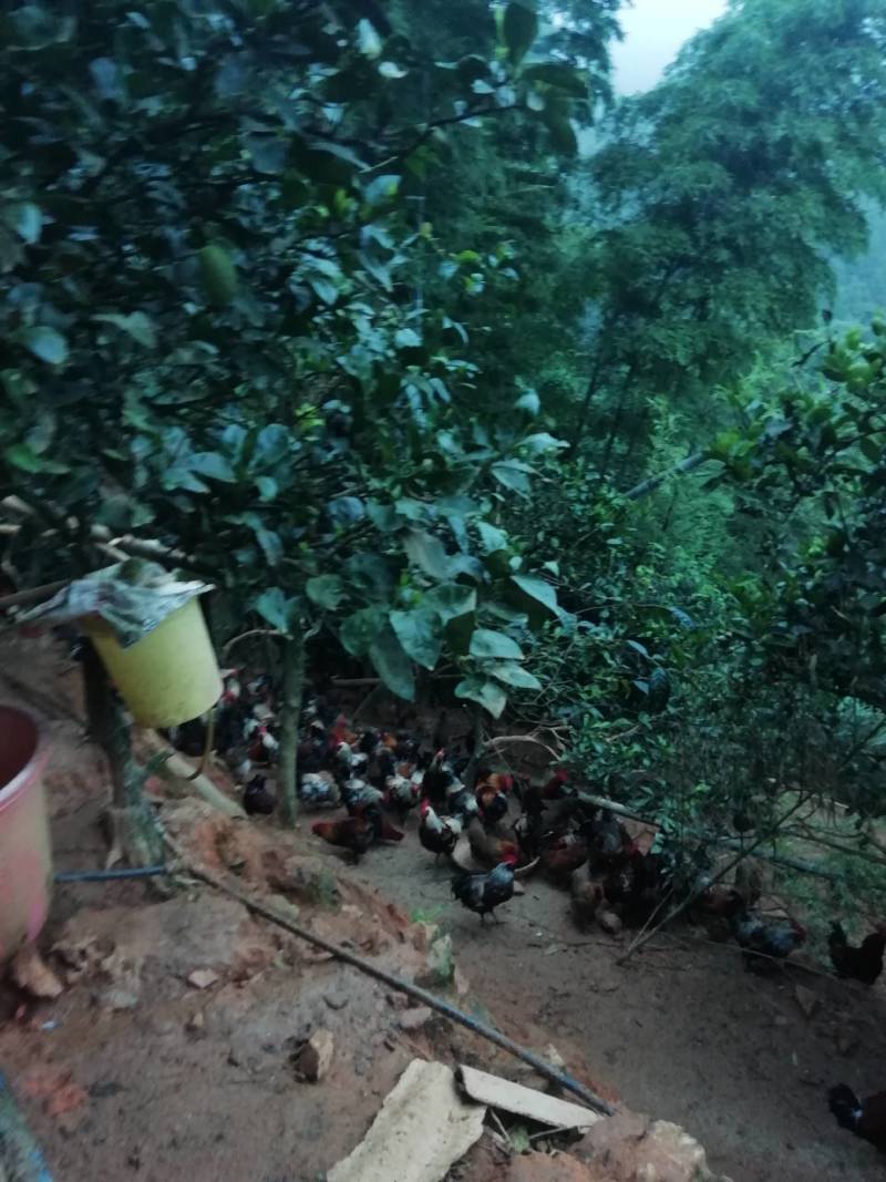 这个是160天左右的