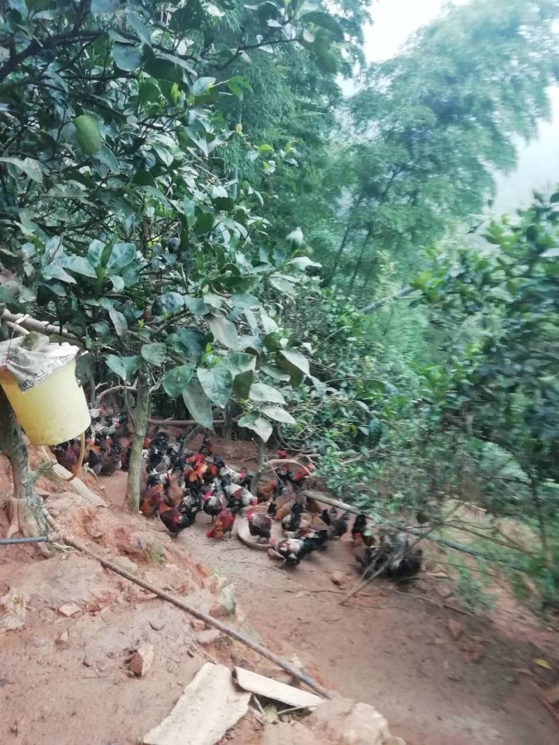 这个是160天左右的