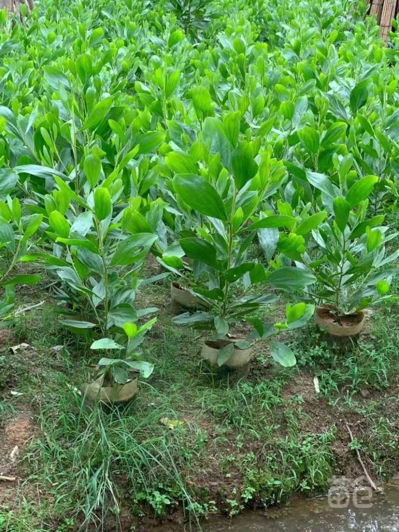 大量出售各种规格的马占相思有须联系我