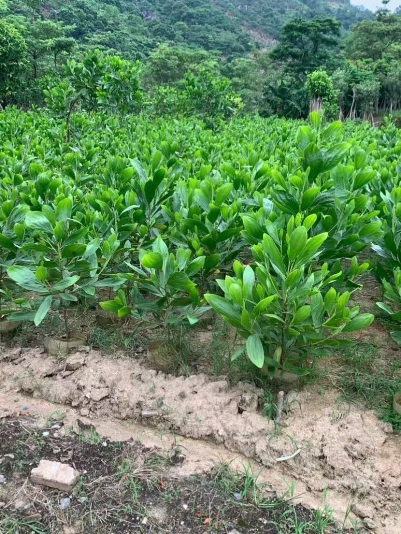 大量出售各种规格的马占相思有须联系我