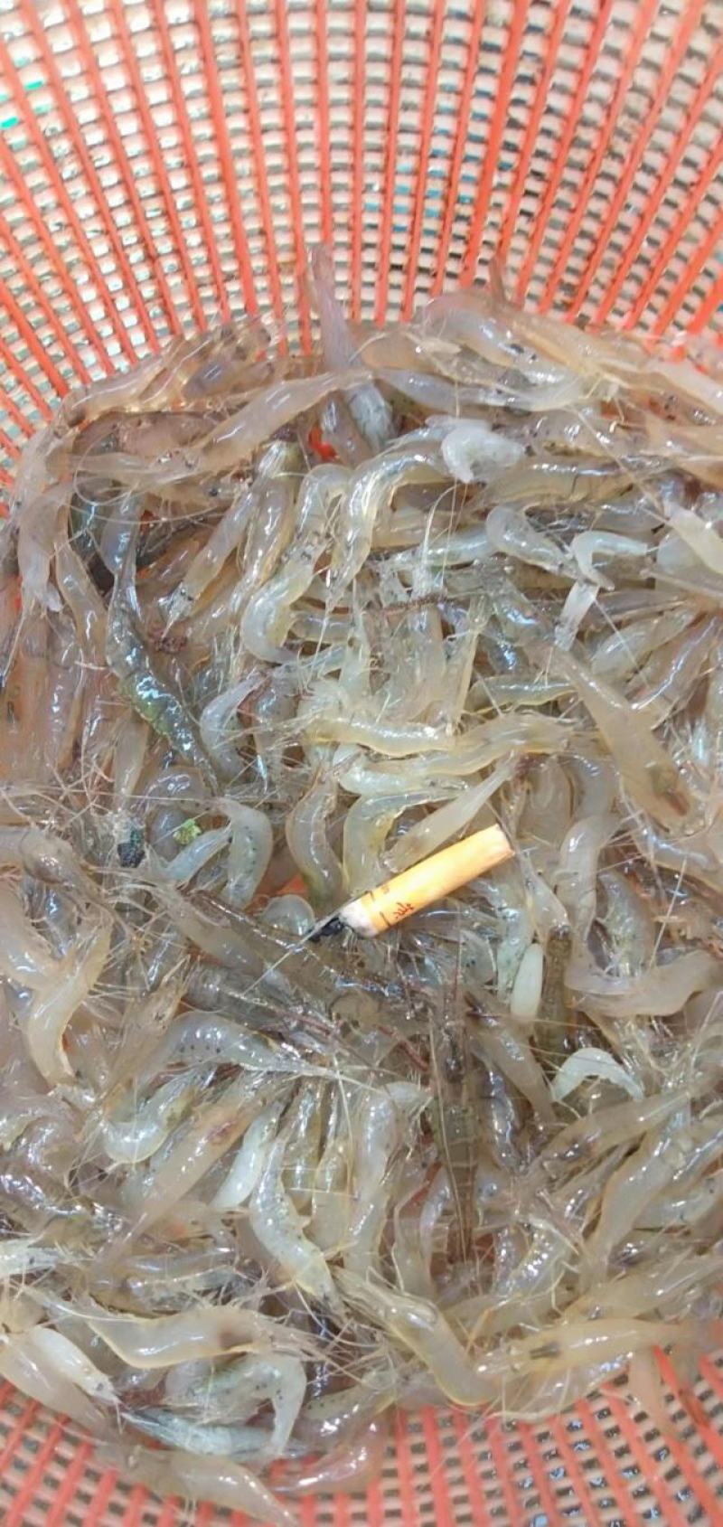 河虾，精品淮河小河虾，新鲜干净，活虾冷冻，2斤一袋。