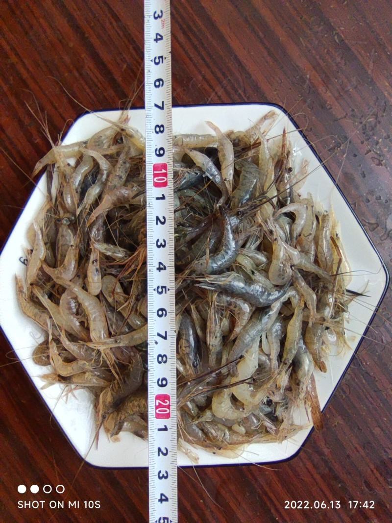 河虾，精品淮河小河虾，新鲜干净，活虾冷冻，2斤一袋。