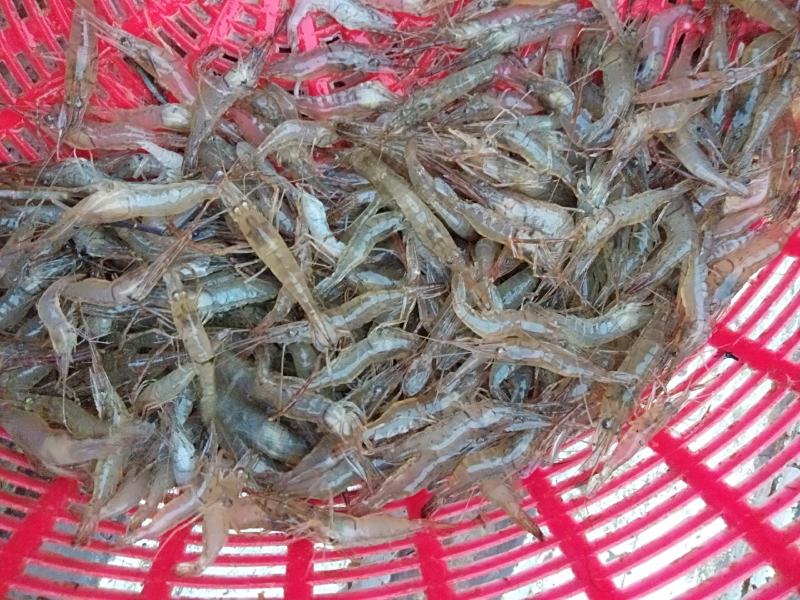 河虾，精品淮河小河虾，新鲜干净，活虾冷冻，2斤一袋。