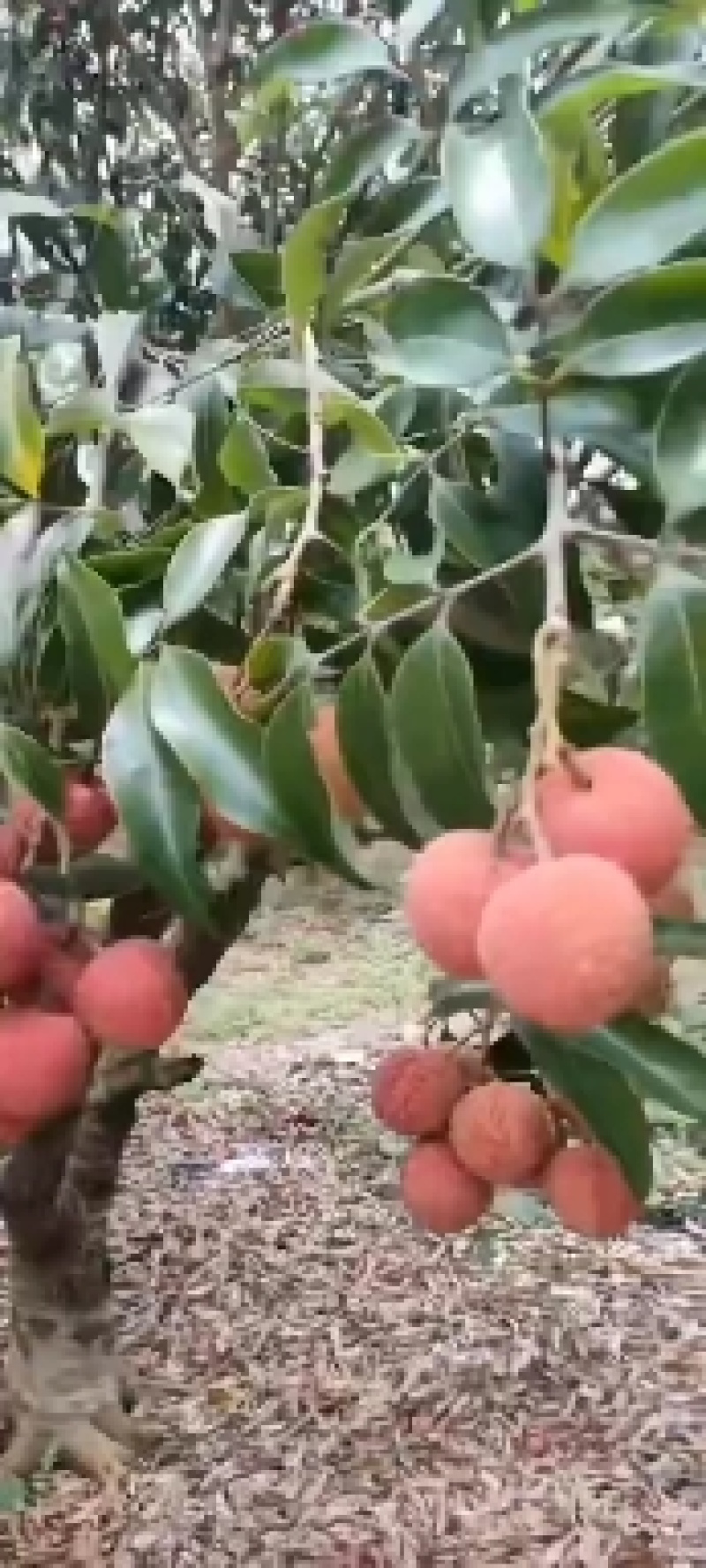 【精品】广东阳西各种荔枝大量上市，欢迎你的光临！