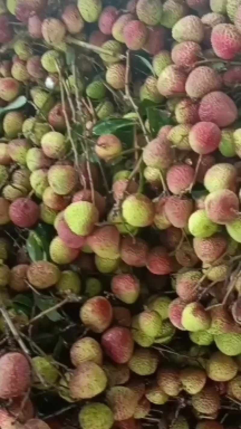 【精品】广东阳西各种荔枝大量上市，欢迎你的光临！