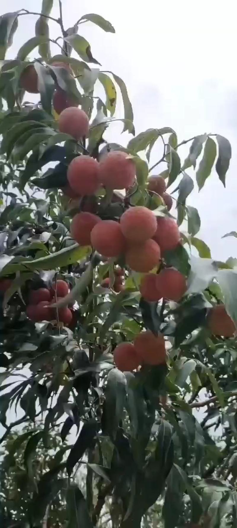 【精品】广东阳西各种荔枝大量上市，欢迎你的光临！