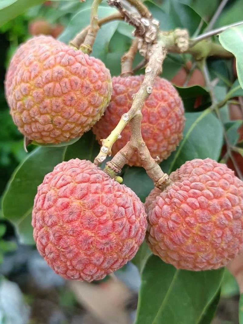 【精品】广东阳西各种荔枝大量上市，欢迎你的光临！