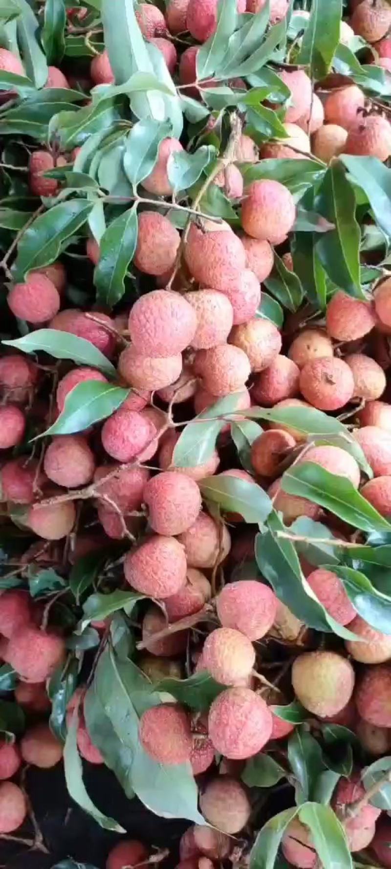 【精品】广东阳西各种荔枝大量上市，欢迎你的光临！