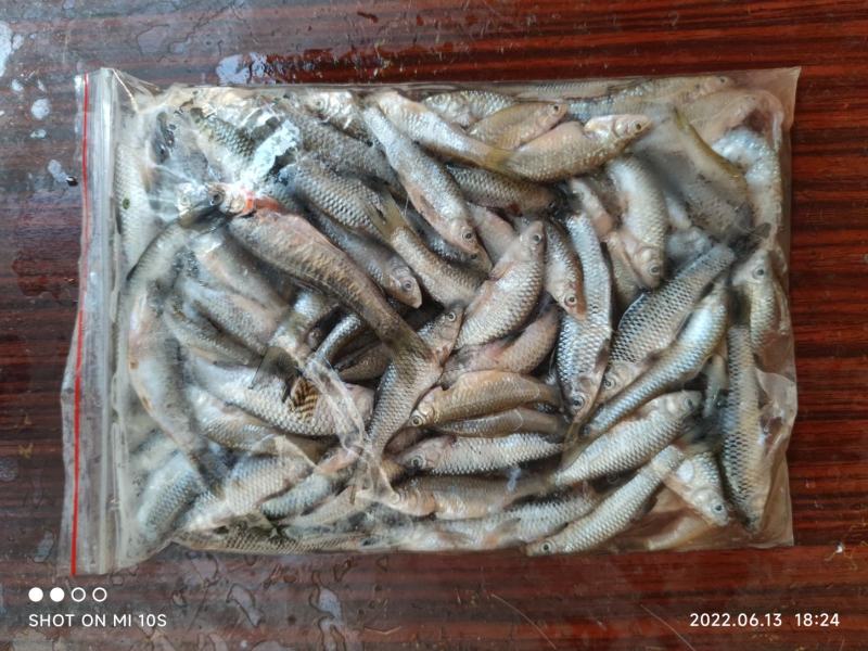 麦穗鱼，精品淮河麦穗鱼，新鲜干净，去内脏，2斤一袋