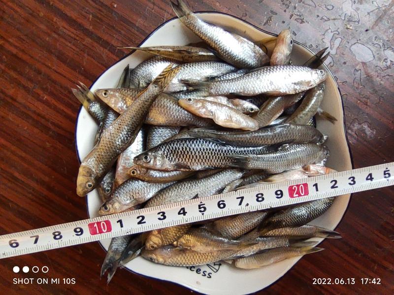 麦穗鱼，精品淮河麦穗鱼，新鲜干净，去内脏，2斤一袋