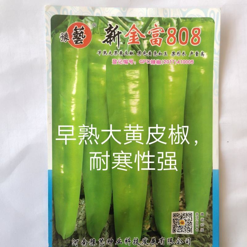 新金富808黄皮辣椒种子黄皮如玉耐弱光结果多抗性强膨果快