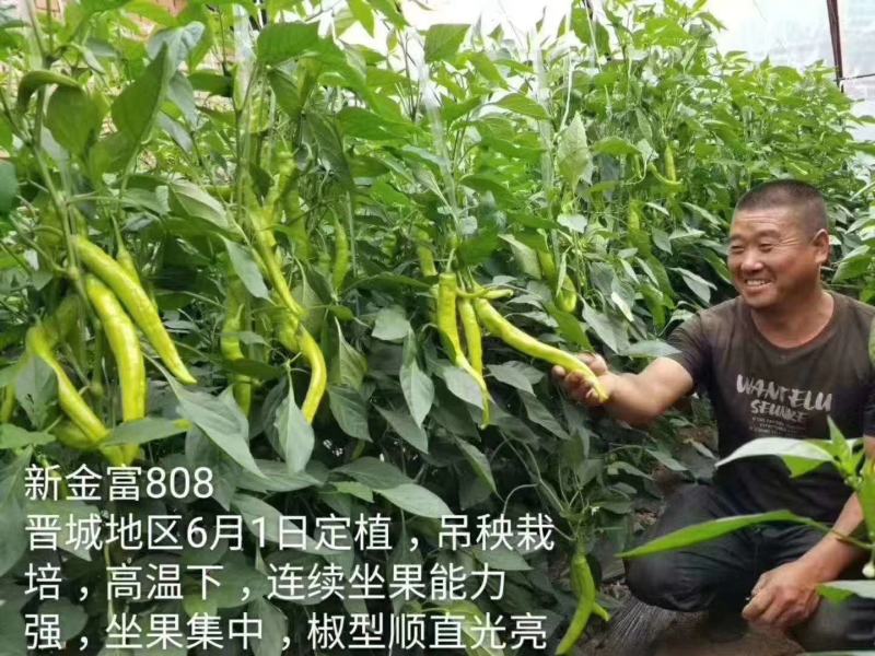 新金富808黄皮辣椒种子黄皮如玉耐弱光结果多抗性强膨果快