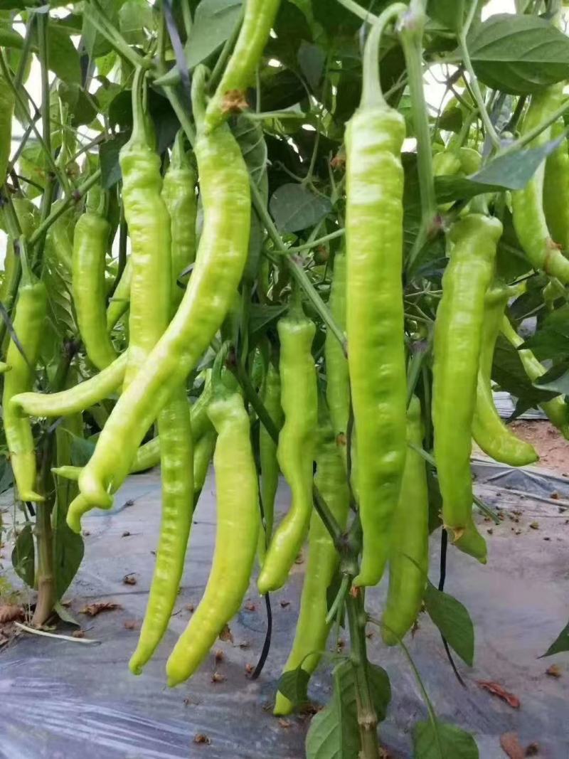新金富808黄皮辣椒种子黄皮如玉耐弱光结果多抗性强膨果快
