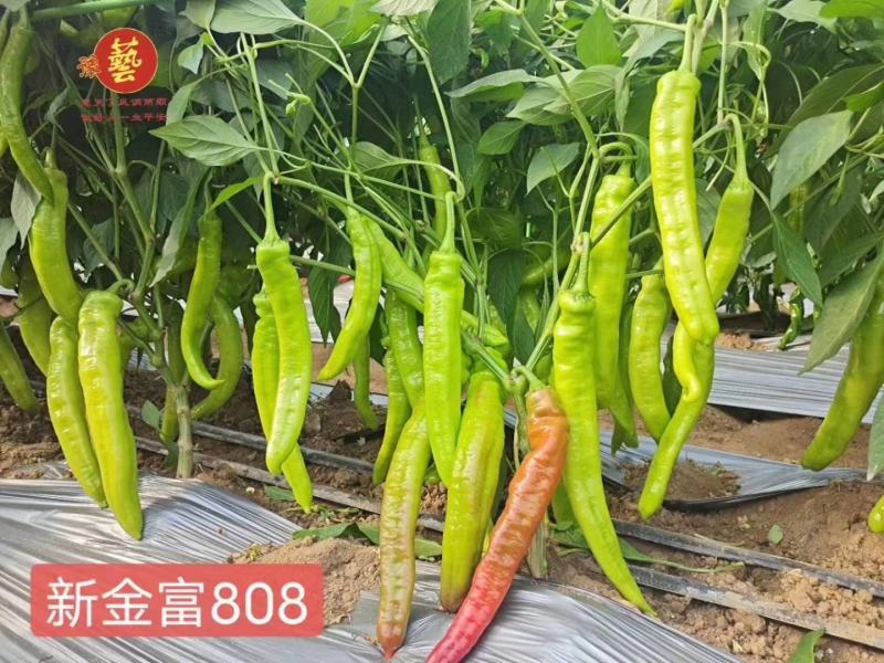 新金富808黄皮辣椒种子黄皮如玉耐弱光结果多抗性强膨果快