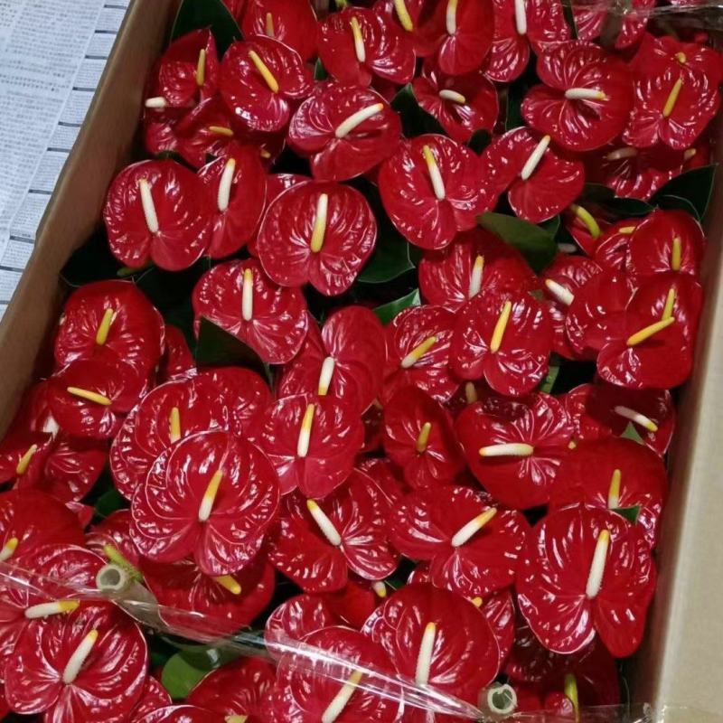 红掌皇冠基地直销精品盆栽全国一件代发物美价廉产品好服务好