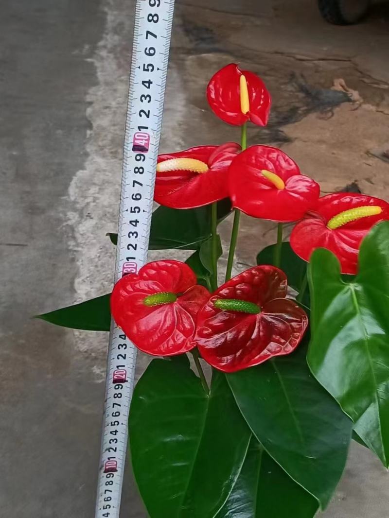 红掌皇冠基地直销精品盆栽全国一件代发物美价廉产品好服务好