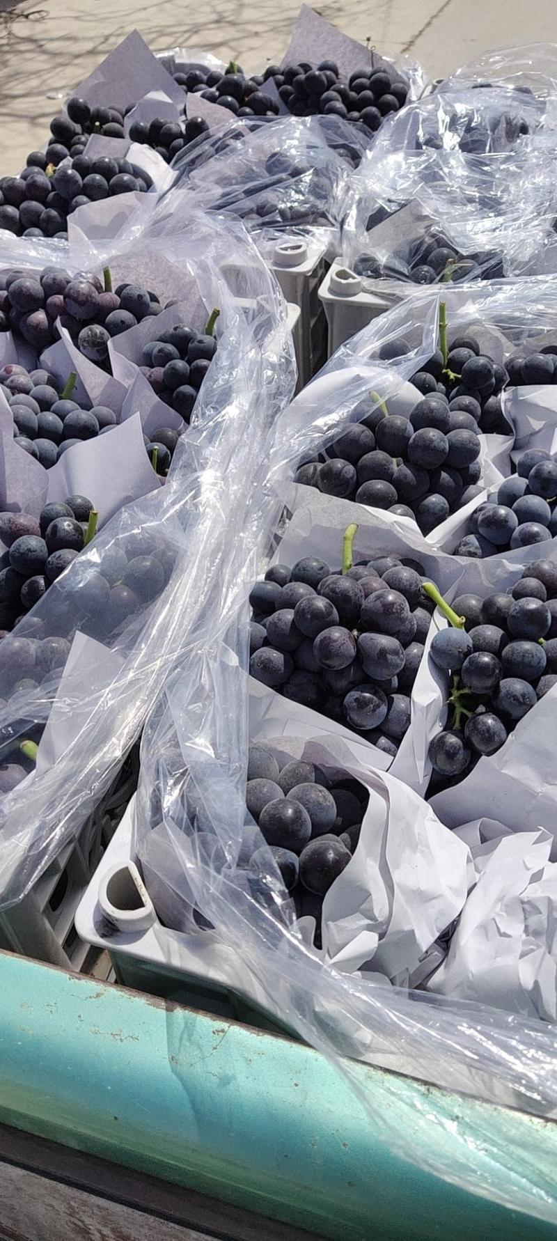 夏黑葡萄，产地直供，对接市场商超，代发全国，免代收费