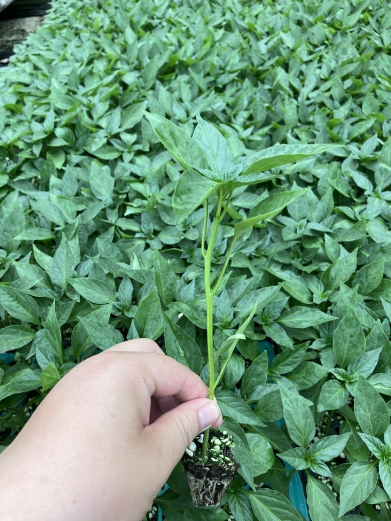 牛角椒苗辣椒苗/大果牛角椒/耐寒牛角椒苗