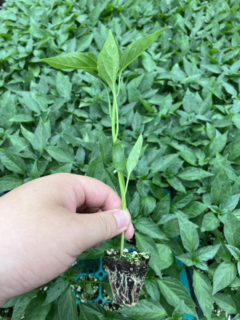 牛角椒苗辣椒苗/大果牛角椒/耐寒牛角椒苗