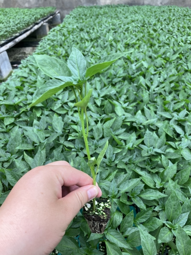 牛角椒苗辣椒苗/大果牛角椒/耐寒牛角椒苗