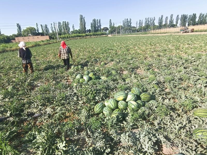 宁夏西瓜大量上市，，口感好，，脆瓤，，个头中等，，水份足