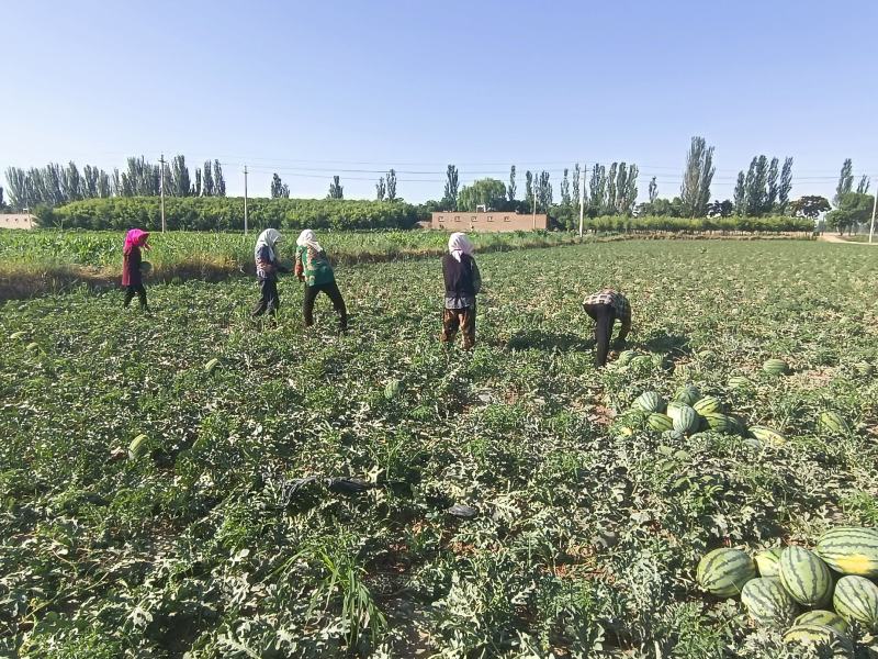 宁夏西瓜大量上市，，口感好，，脆瓤，，个头中等，，水份足
