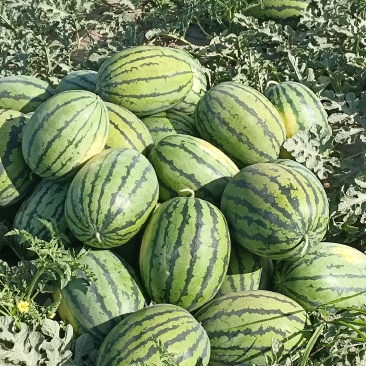 宁夏西瓜大量上市，，口感好，，脆瓤，，个头中等，，水份足
