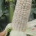 【推荐】精品湛江水果玉米基地直供货源充足欢迎采购