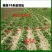薯大帅红薯地苗后除草剂唑嘧磺草胺番甘薯田杂草农药