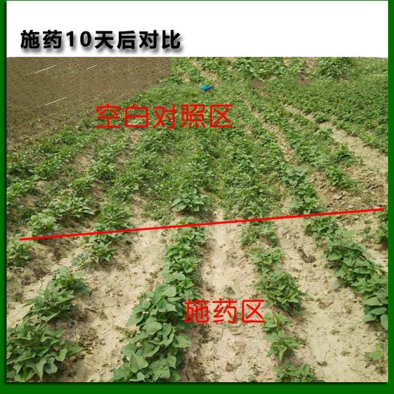 薯大帅红薯地苗后除草剂唑嘧磺草胺番甘薯田杂草农药