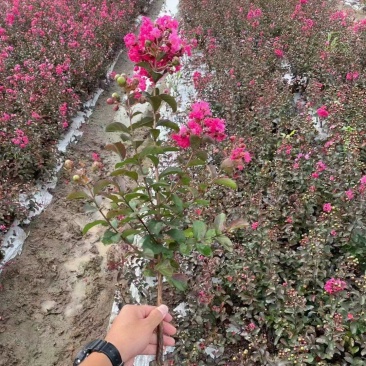 江苏红火箭紫薇0.8元至12元，多种规格，货源充足