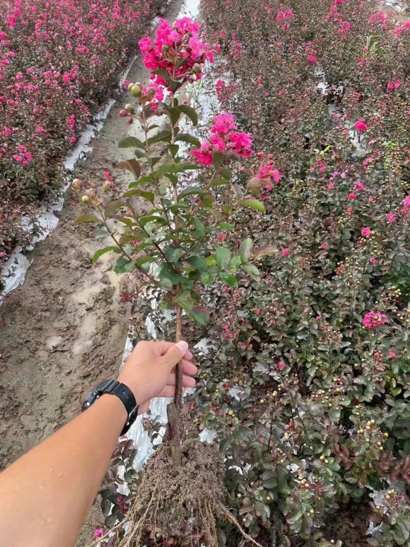江苏红火箭紫薇0.8元至12元，多种规格，货源充足