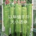 金富807黄绿皮辣椒种子耐弱光耐低温抗病性强膨果快好吃