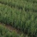 侧柏小苗0.15元，便宜处理，规格齐全，货有，大量供应