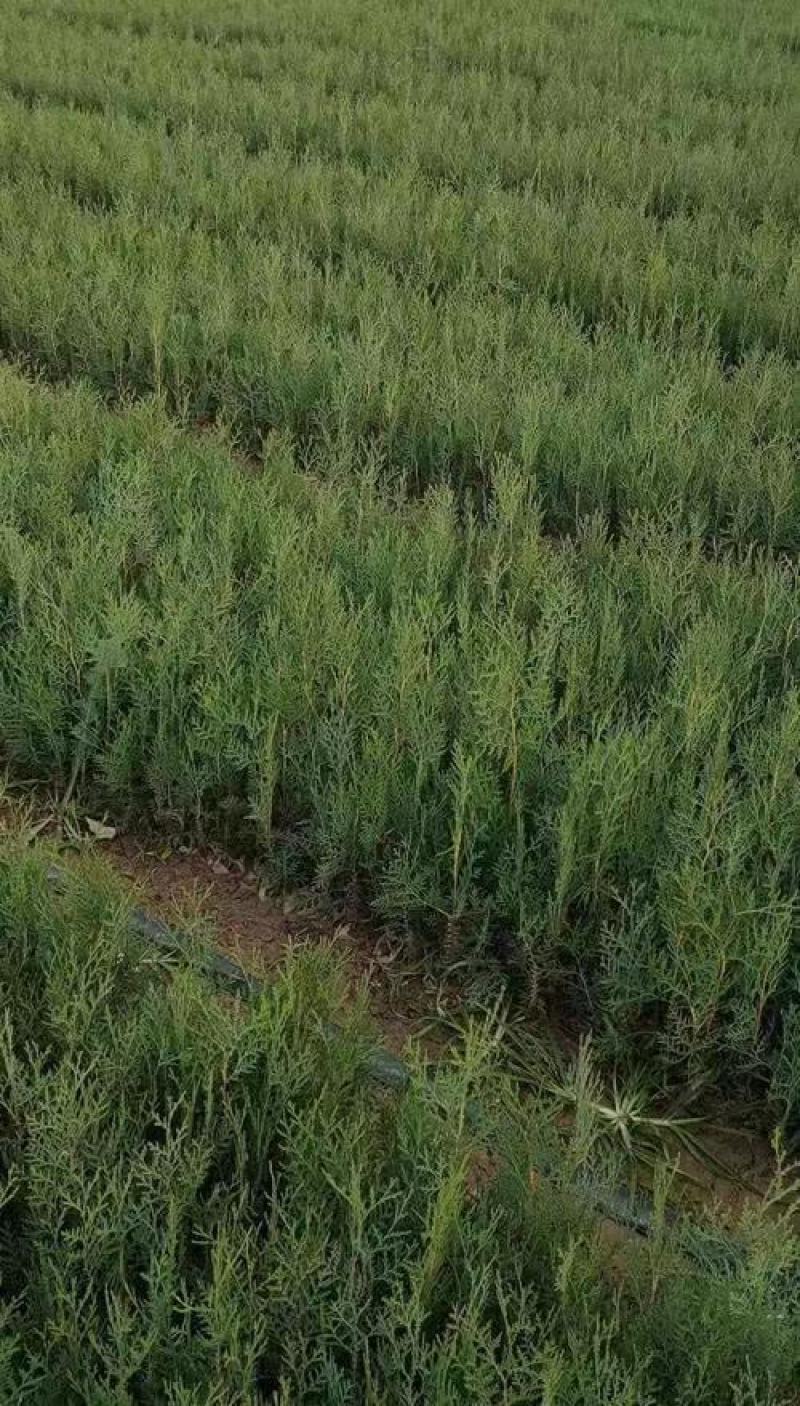 侧柏小苗0.15元，便宜处理，规格齐全，货有，大量供应