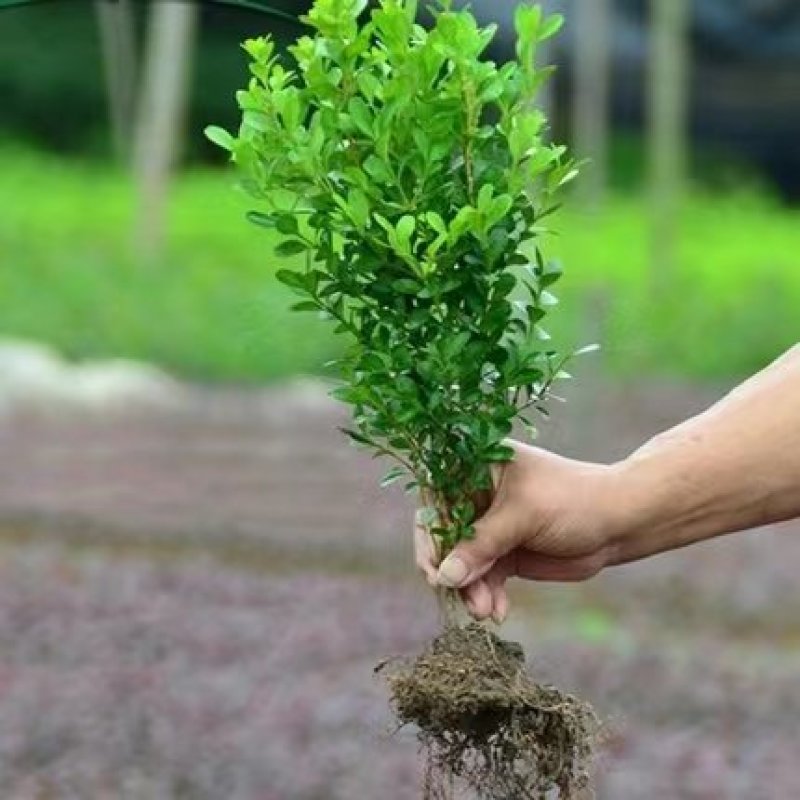 江苏瓜子黄杨小叶黄杨黄杨0.5货源充足，量大从优