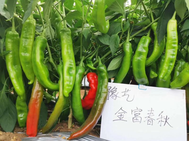 金富807黄绿皮辣椒种子耐弱光耐低温抗病性强膨果快好吃