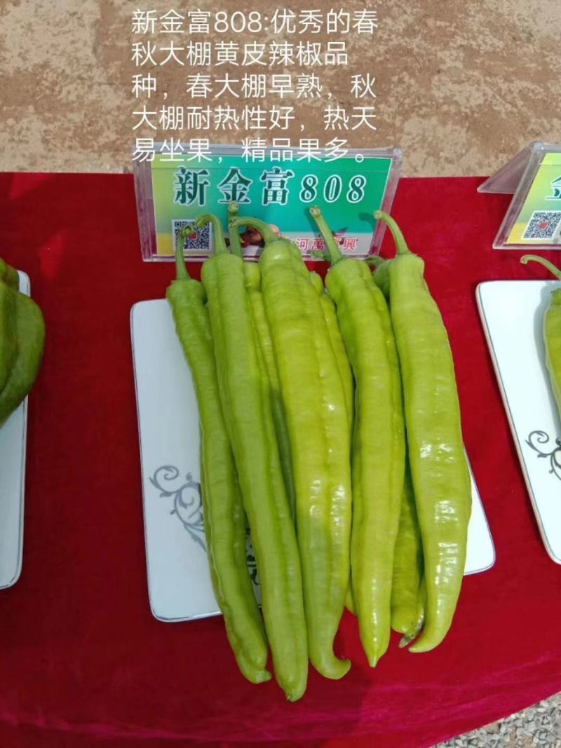金富807黄绿皮辣椒种子耐弱光耐低温抗病性强膨果快好吃