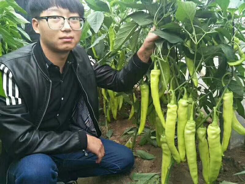 金富807黄绿皮辣椒种子耐弱光耐低温抗病性强膨果快好吃