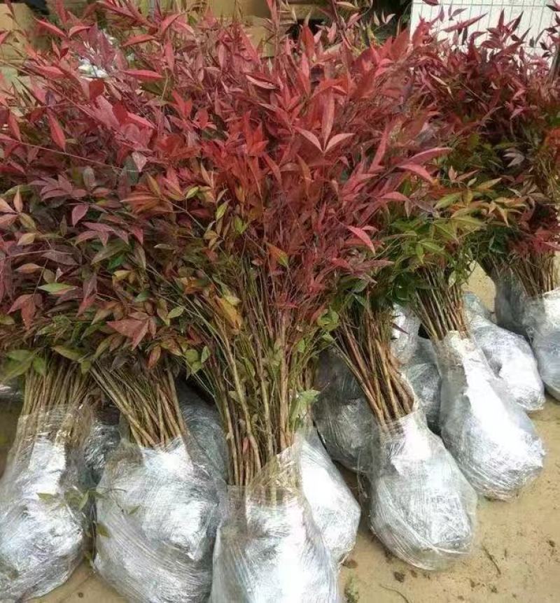 江苏南天竹，红天竹0.8元，基地大量现货，保证存活