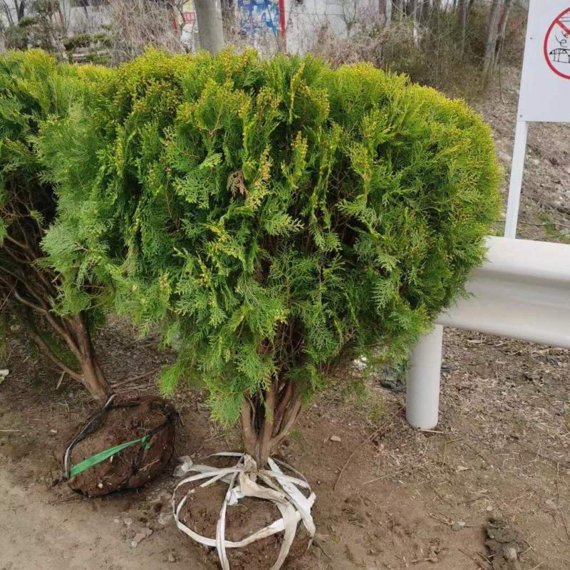江苏洒金柏球18元，好球好球好球，质量没得说，欢迎下单