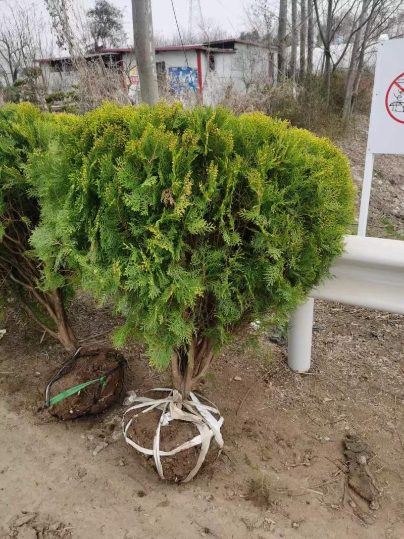 江苏洒金柏球18元，好球好球好球，质量没得说，欢迎下单