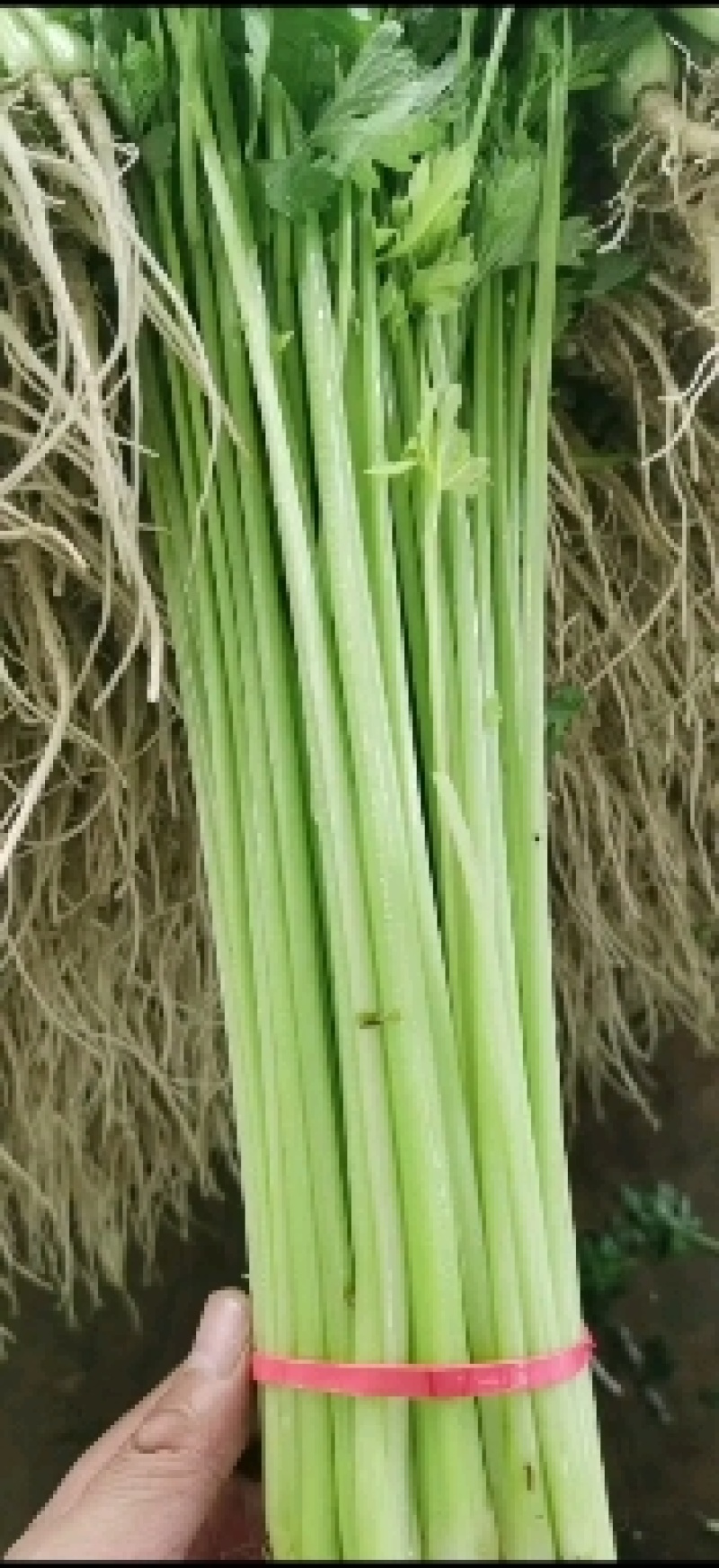 原产地全省代收山芹水芹