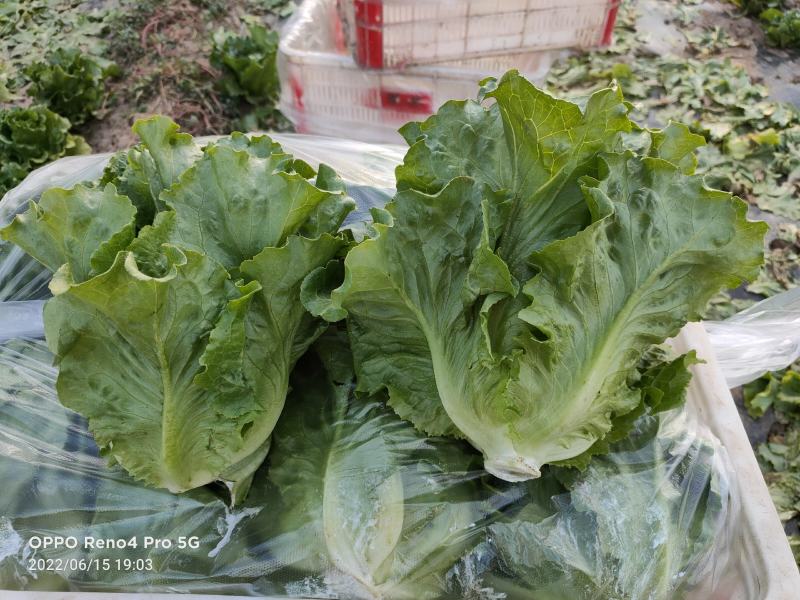【产地直发】生菜大量供应产地直发质量保证全国发货