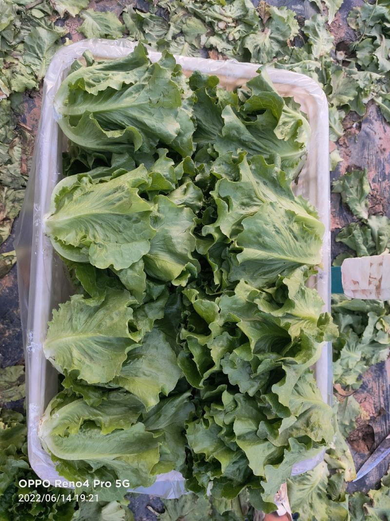 【产地直发】生菜大量供应产地直发质量保证全国发货