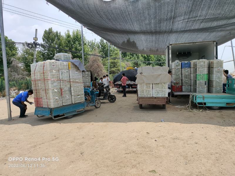 【产地直发】生菜大量供应产地直发质量保证全国发货