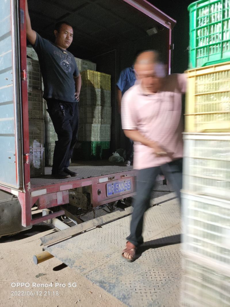 【产地直发】生菜大量供应产地直发质量保证全国发货