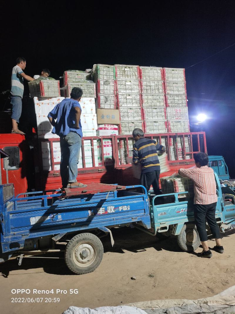 【产地直发】生菜大量供应产地直发质量保证全国发货