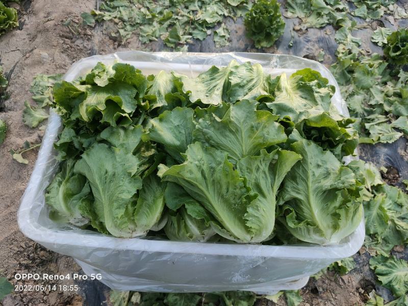 【产地直发】生菜大量供应产地直发质量保证全国发货