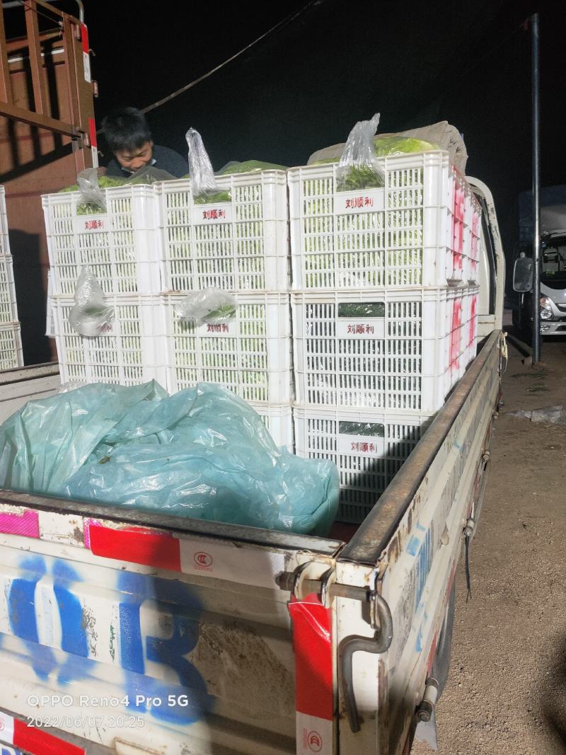 【产地直发】生菜大量供应产地直发质量保证全国发货